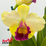Brassolaeliocattleya Topaz Impact 'Floriferous' X Pot. Little Magician 'Gold & Red'