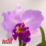 Brassolaeliocattleya Burdekin News