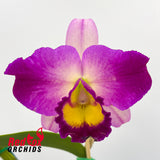 Brassolaeliocattleya Tzeng-Wen Beauty X Blc. Burdekin Dream 'Christine'