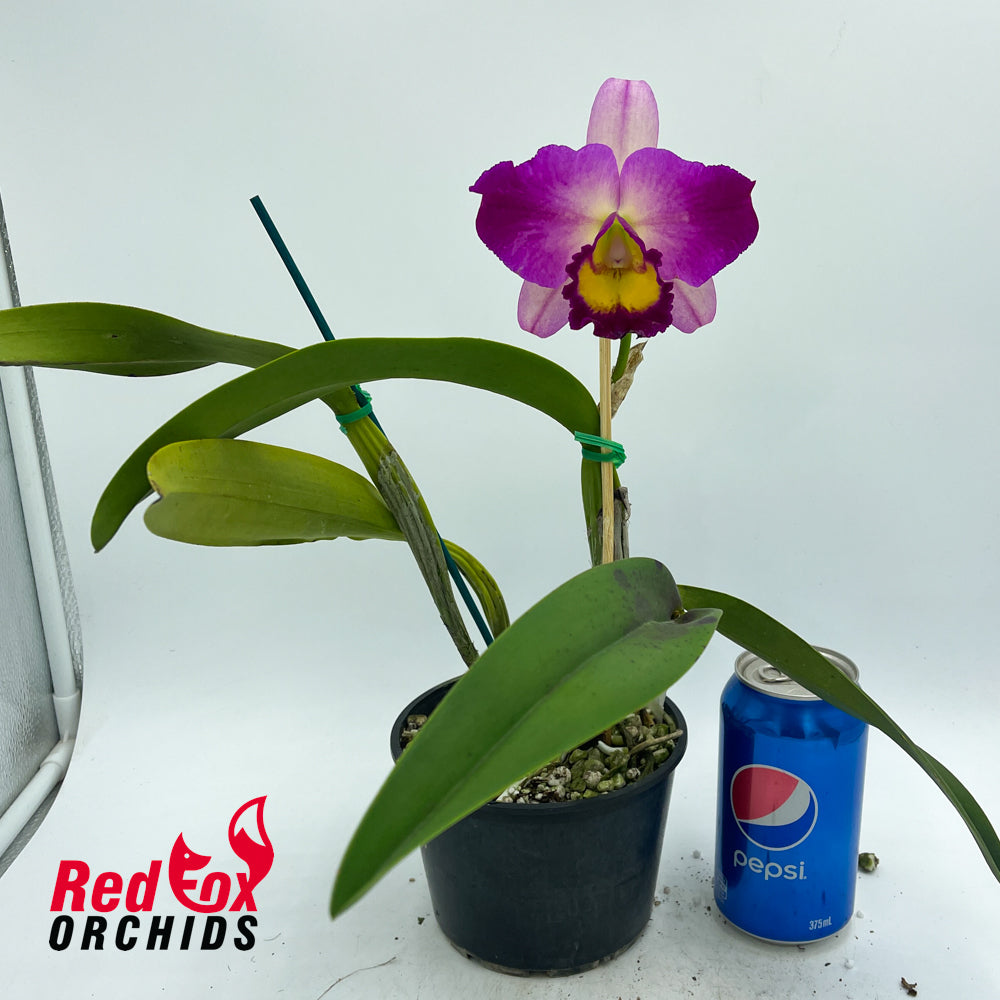 Brassolaeliocattleya Tzeng-Wen Beauty X Blc. Burdekin Dream 'Christine'