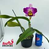 Brassolaeliocattleya Tzeng-Wen Beauty X Blc. Burdekin Dream 'Christine'