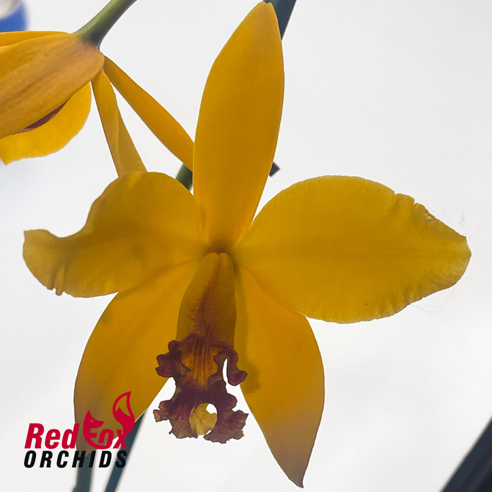 Cattleya briegeri x Brassolaeliocattleya Waianae King 'Orchid Heights'