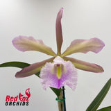 Cattleya Gene May 'Southern Cross' x Rhyncholaelia digbyana 'Mrs Chase' (second plant)