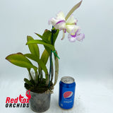 Cattleya Gene May 'Southern Cross' x Rhyncholaelia digbyana 'Mrs Chase'