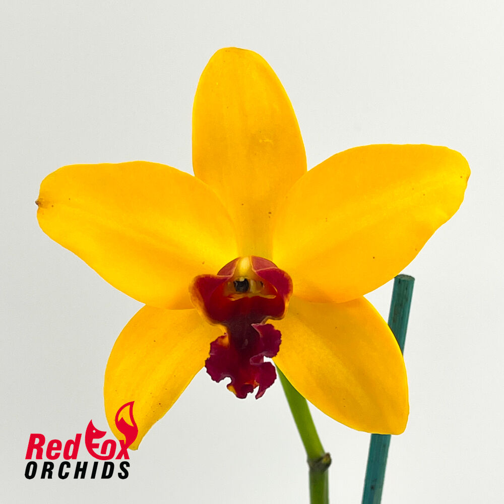 Laeliocattleya Tropical Chip 'Space Time' x Brassolaeliocattleya Mount Isa 'Deborah'