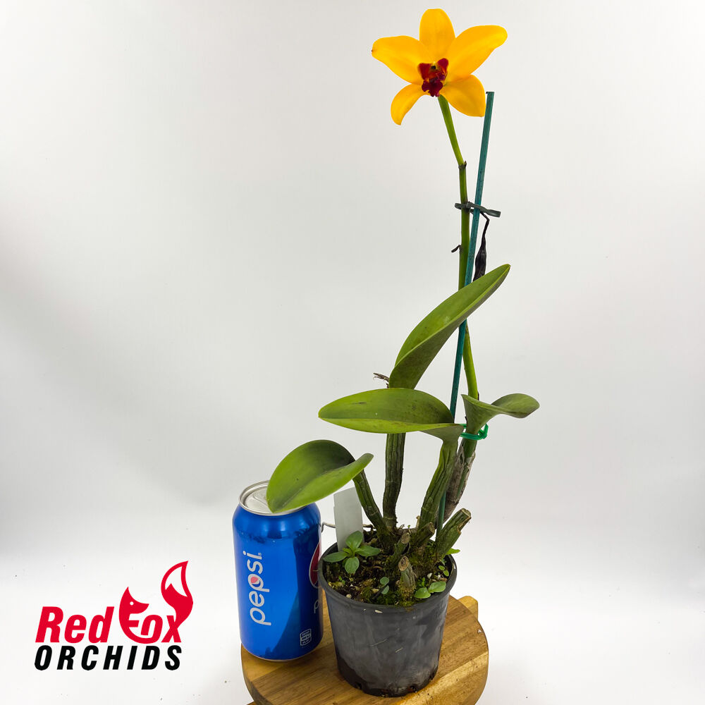 Laeliocattleya Tropical Chip 'Space Time' x Brassolaeliocattleya Mount Isa 'Deborah'