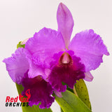 Brassolaeliocattleya (Memoria Susan Hawkins X Burdekin Prophecy) 'Regal' X Blc. Burdekin Dream 'Christine'