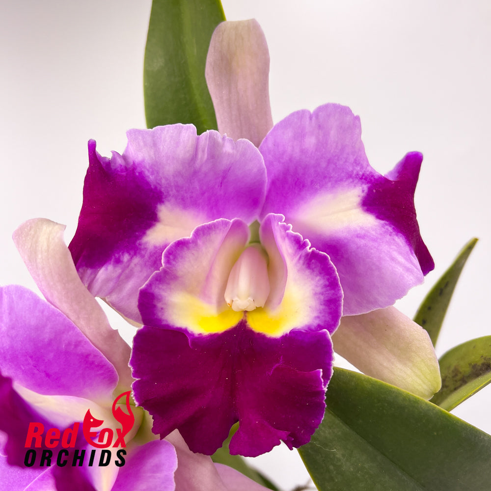 Brassolaeliocattleya Paradise Supernova
