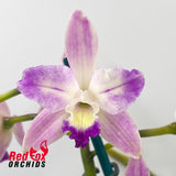 Cattleya crispata X Blc. Tzeng-Wen Beauty
