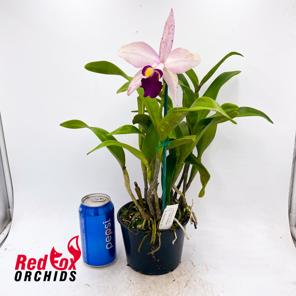 Laeliocattleya Susan Holcombe X Blc. Marg Putman (4n)
