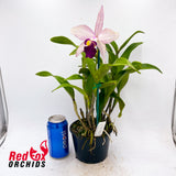 Laeliocattleya Susan Holcombe X Blc. Marg Putman (4n)