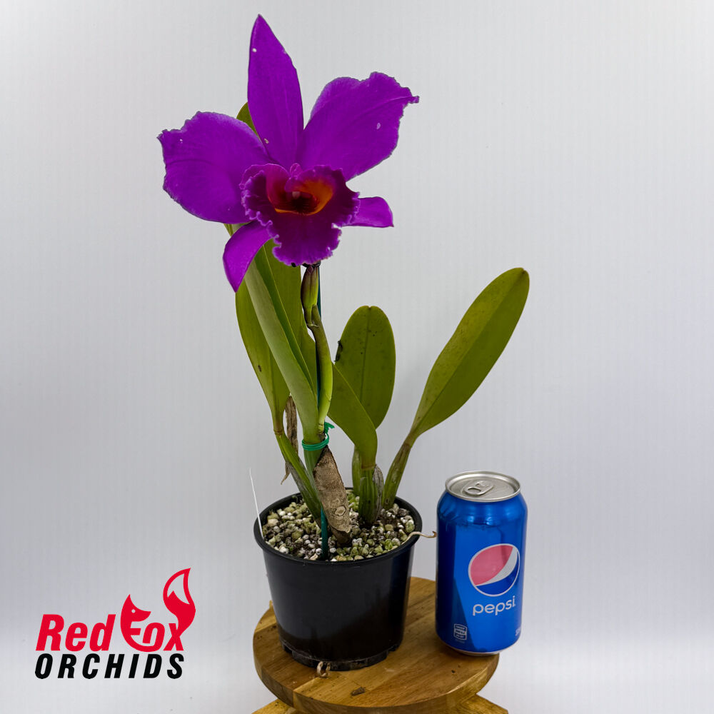 Brassolaeliocattleya Burdekin Delight 'Dreamtime' X C. labiata var. rubra