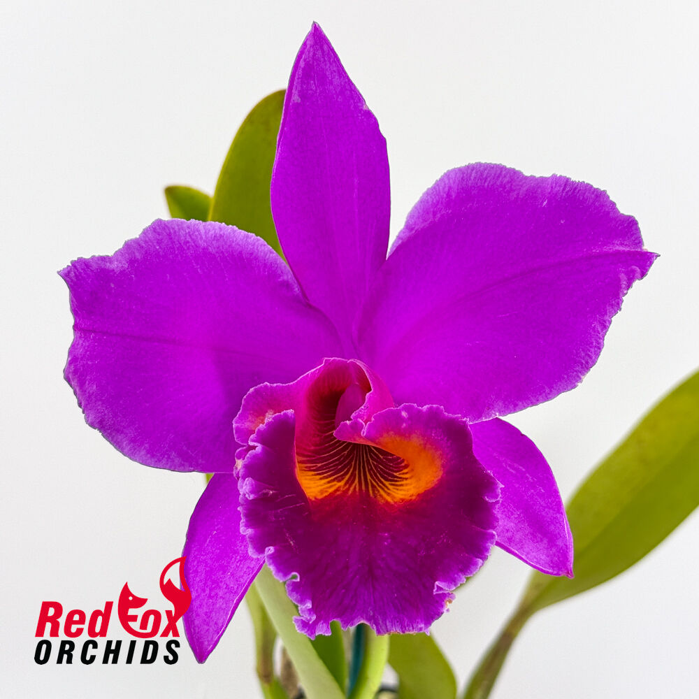 Brassolaeliocattleya Burdekin Delight 'Dreamtime' X C. labiata var. rubra