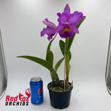 Brassolaeliocattleya (Burdekin delight x Narooma) x Roy Maidment 'Dawn Light'
