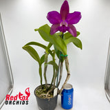 Cattleya tigrina var. albina x Brassolaeliocattleya (Haw Yuan Beauty x Melody Fair)