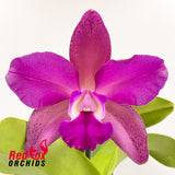 Cattleya tigrina var. albina x Brassolaeliocattleya (Haw Yuan Beauty x Melody Fair)