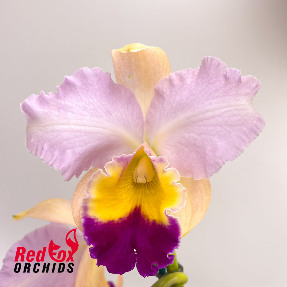 Laeliocattleya Magic Melody 'Superb' X Blc. Abigail Wilkinson