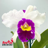 Laeliocattleya Magic Melody 'Superb' X Lc. Persepolis 'Splendour'