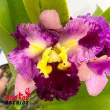 Brassolaeliocattleya Glenn Maidment 'Southern Cross' x Tsutung Beauty 'C.S.'