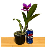 Brassolaeliocattleya Sunstate Colorchart 'Sundance' x Cattleya labiata var. rubra