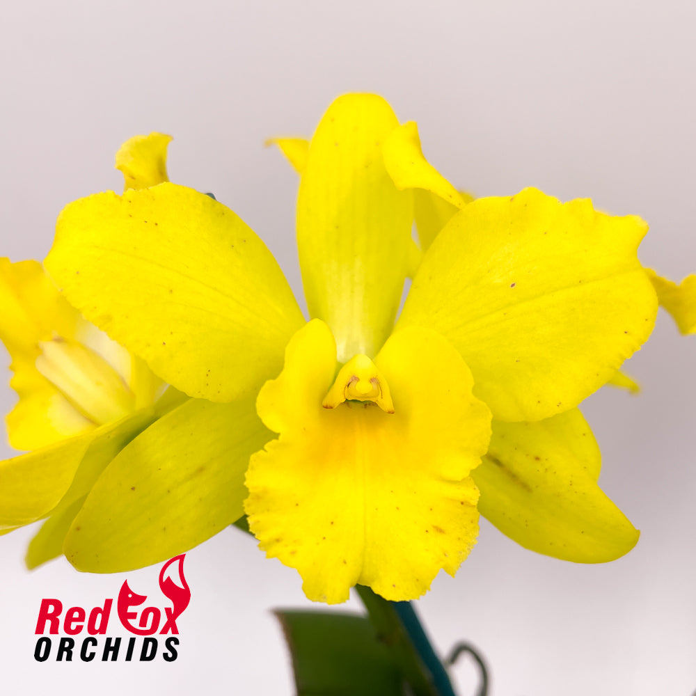 Potinara Burana Beauty 'Beauty' X Blc. Great Hero 'Lea'
