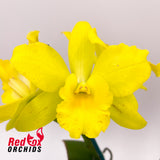 Potinara Burana Beauty 'Beauty' X Blc. Great Hero 'Lea'