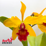 Laeliocattleya Susan Holcombe 'Yellow & Red' X Blc. Hsinying Gold 'It's Shining'