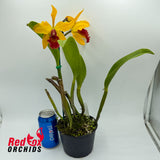 Laeliocattleya Susan Holcombe 'Yellow & Red' X Blc. Hsinying Gold 'It's Shining'