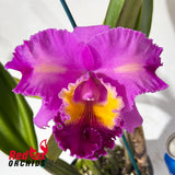 Laeliocattleya Mari's Song 'CTM-217' x Brassolaeliocattleya Brunswick Gem 'Coral'