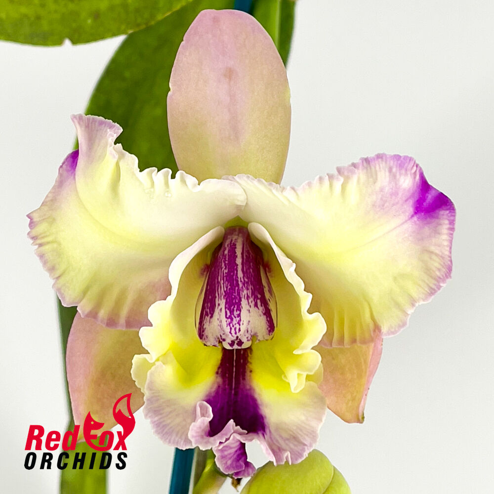 Laeliocattleya Angel Heart 'Hihimanu' x (Mari's Song x Supersonic)