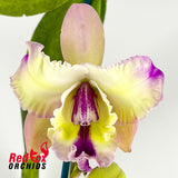 Laeliocattleya Angel Heart 'Hihimanu' x (Mari's Song x Supersonic)