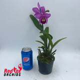 Brassolaeliocattleya Topaz Love 'Dark on Darker' X Burdekin Delight 'Dreamtime'