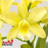 Brassocattleya Topaz Cauloso x Pokai Tangerine 'Lea'