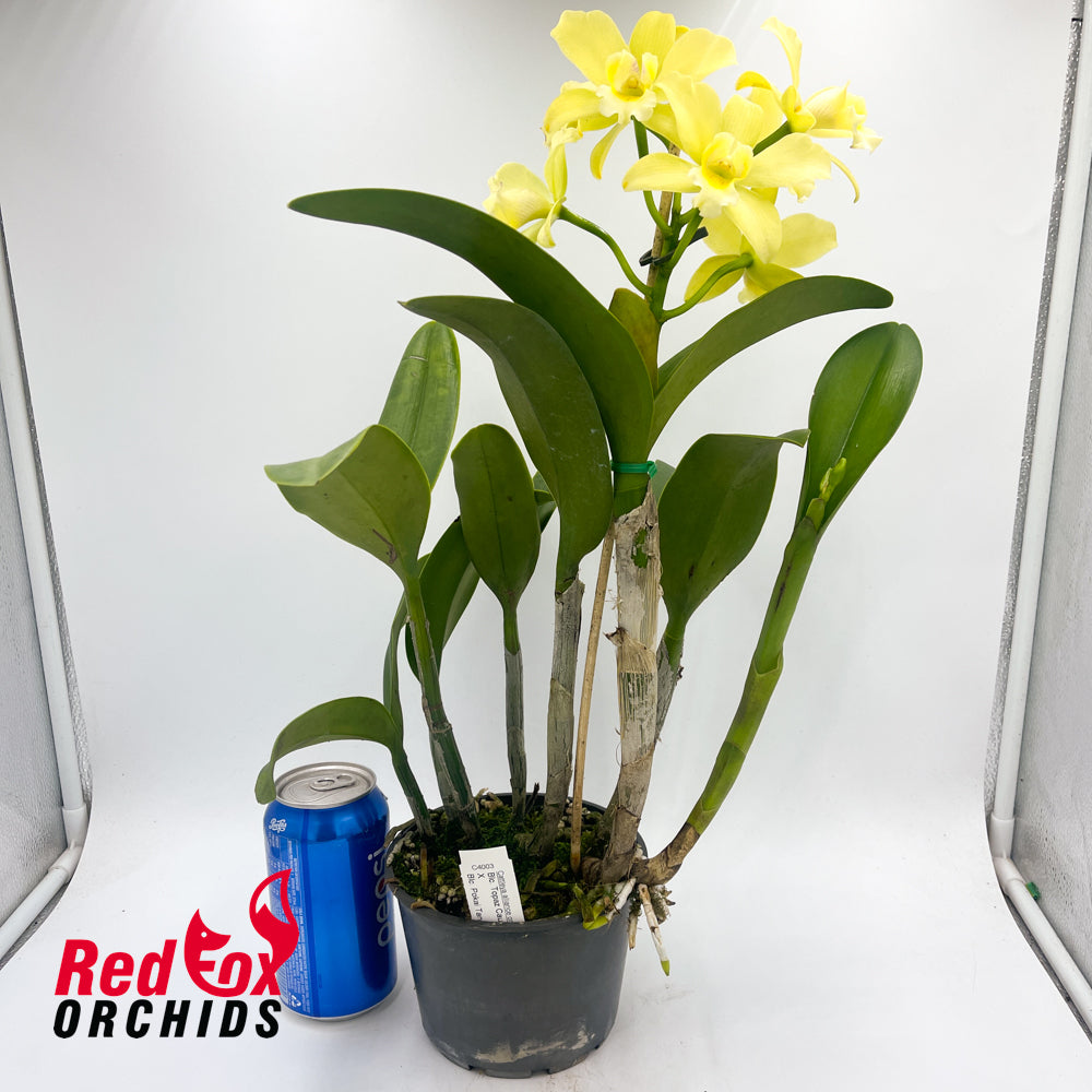 Brassocattleya Topaz Cauloso x Pokai Tangerine 'Lea'