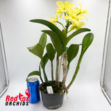 Brassocattleya Topaz Cauloso x Pokai Tangerine 'Lea'