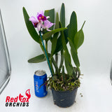 Laeliocattleya Topaz Fancy 'Brilliant Bicolor' X Blc. Topaz Impact 'Yellow'