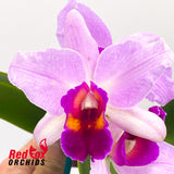 Laeliocattleya Topaz Fancy 'Brilliant Bicolor' X Blc. Topaz Impact 'Yellow'