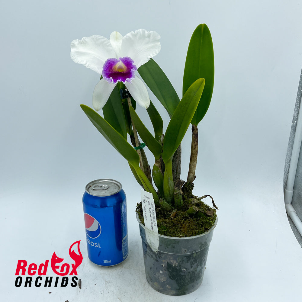 Brassolaeliocattleya Good News 'Burdekin' X Blc. Topaz Impact 'Yellow'