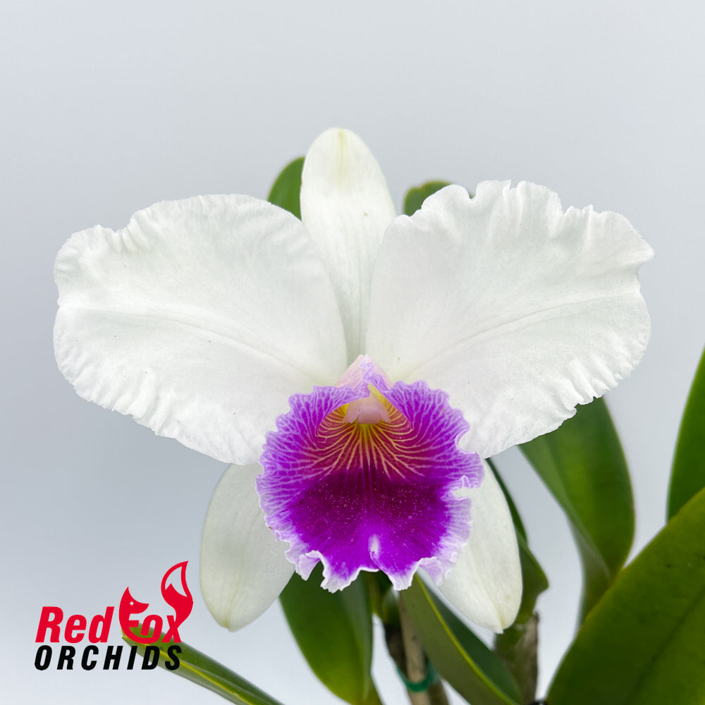 Brassolaeliocattleya Good News 'Burdekin' X Blc. Topaz Impact 'Yellow'