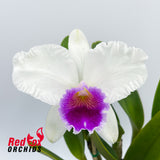Brassolaeliocattleya Good News 'Burdekin' X Blc. Topaz Impact 'Yellow'