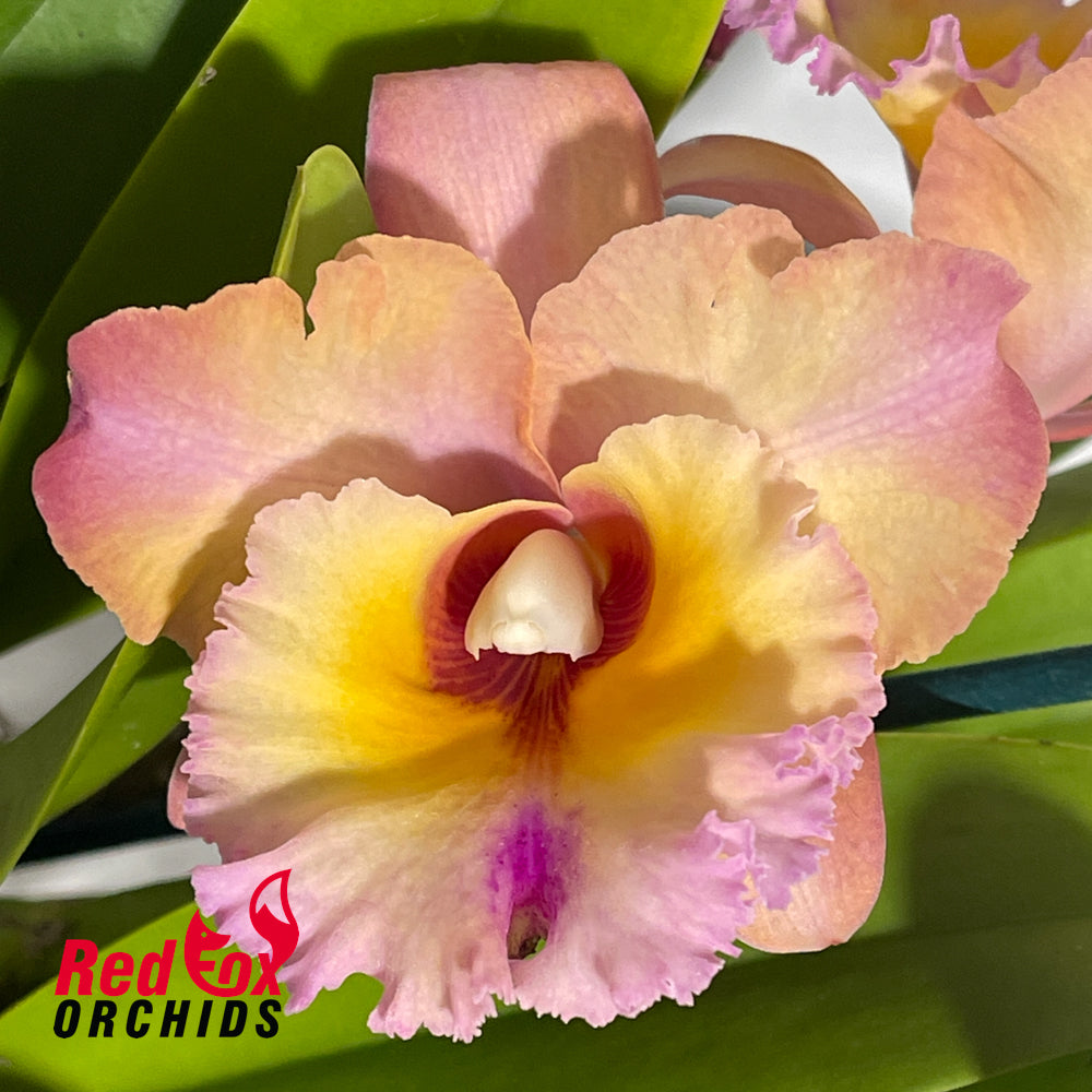 Brassolaeliocattleya Glenlee Delight 'Super' x Brassolaeliocattleya Chunyeah 'Taiwan Queen'