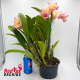 Brassolaeliocattleya Glenlee Delight 'Super' x Brassolaeliocattleya Chunyeah 'Taiwan Queen'