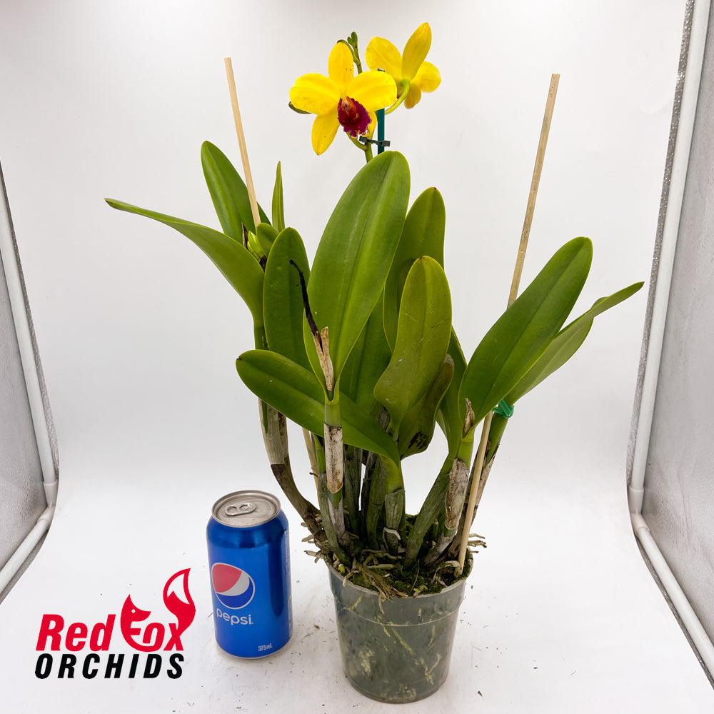 Brassolaeliocattleya Tzeng-Wen Dragon 'Orange, Red Splash' X Blc. Lovely Toshie 'H&R'