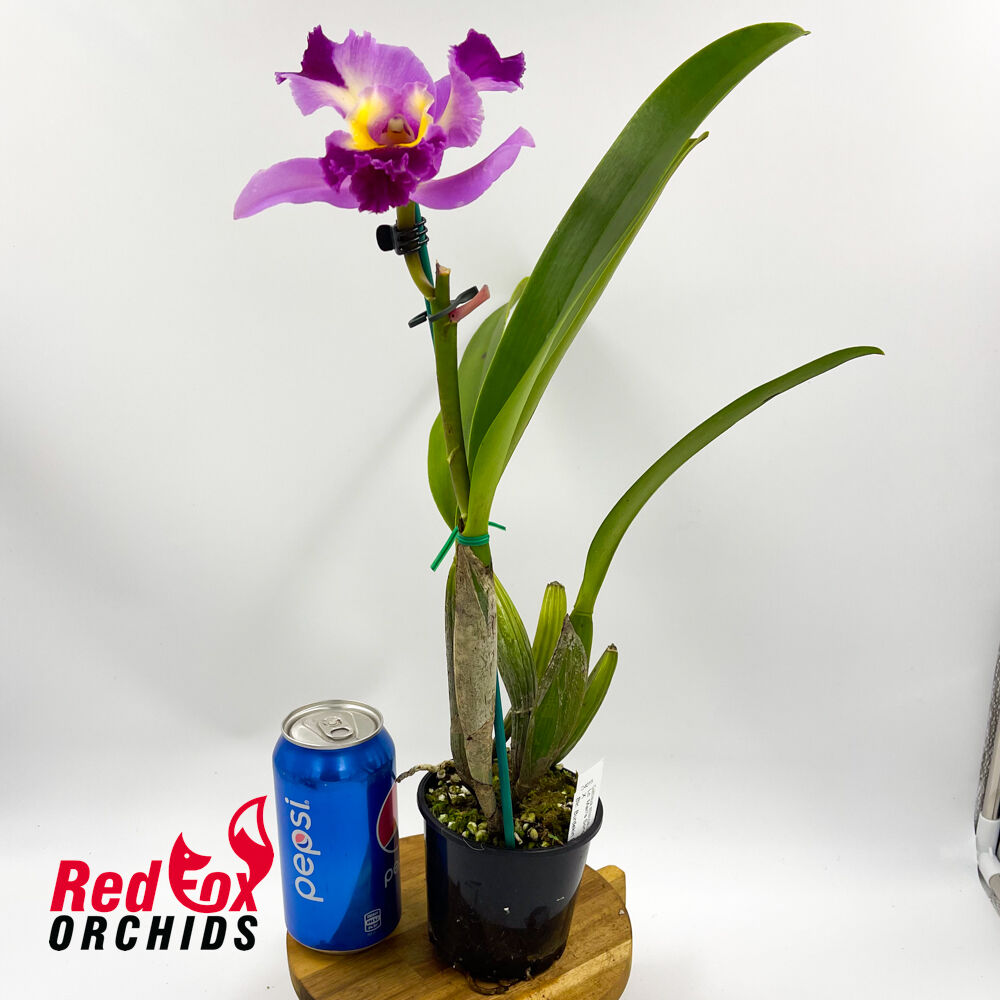 Laeliocattleya Mari's Song X Blc. Burdekin Delight 'Dreamtime'