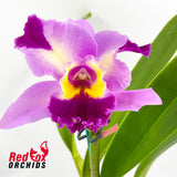 Laeliocattleya Mari's Song X Blc. Burdekin Delight 'Dreamtime'