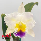 Brassolaeliocattleya California Girl X Blc. Topaz Love