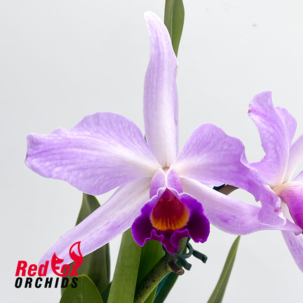 Laeliocattleya (Shirayukihime X Orglade's Glow) semi-alba X C. purpurata semi-alba 'Big & Tall'