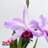 Laeliocattleya (Shirayukihime X Orglade's Glow) semi-alba X C. purpurata semi-alba 'Big & Tall'