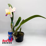 Brassolaeliocattleya Glenn Maidment 'Southern Cross' X Pot. Lisa Taylor Gallis 'Nora'