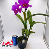 Laeliocattleya Adolph Hecker 'Val' X Blc. Burdekin Delight 'Dreamtime'